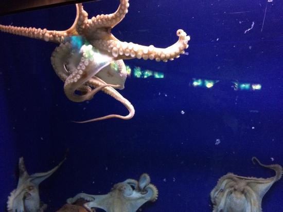 Aquarium de Barcelona